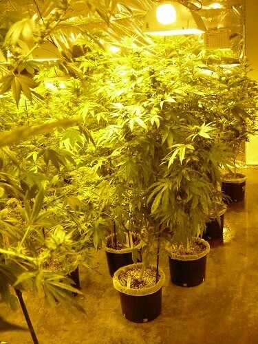 ごく普通の住宅で大麻を栽培するのは違法だが、「小遣いかせぎ」のため、ひそかに行う者はあとを絶たない。（画像提供：Flickr）