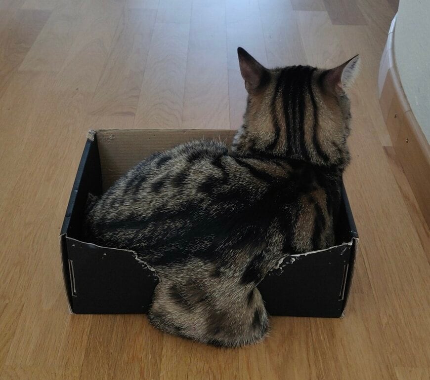 ダンボールに入った「猫の背中」が液体化？　かわいすぎる1枚に悶絶してしまう