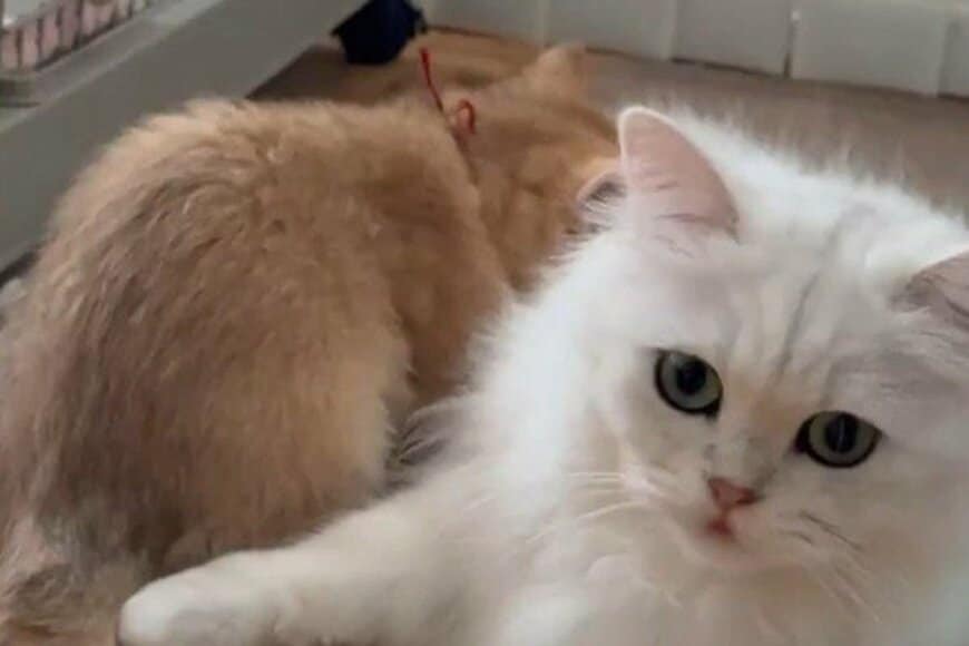 猫が分身した瞬間を捉えた1枚が話題 かわいすぎる「もう一人の自分?」にキュンとしてしまう