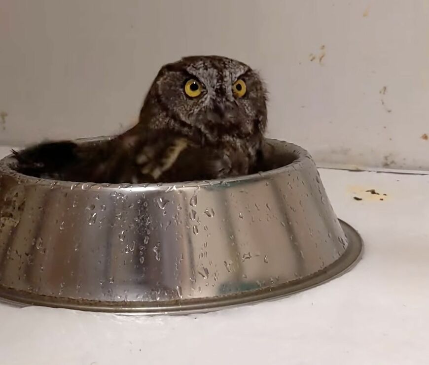 【水浴びを楽しむフクロウ】豪快な羽使いでビショビショ！満足げな表情が愛おしい