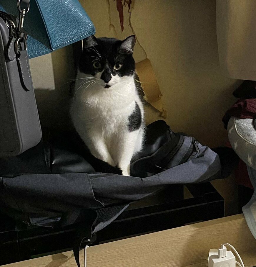 出所：@00shitemita