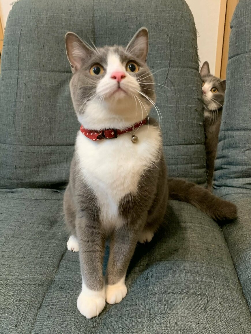 出所：@neko_wagaya