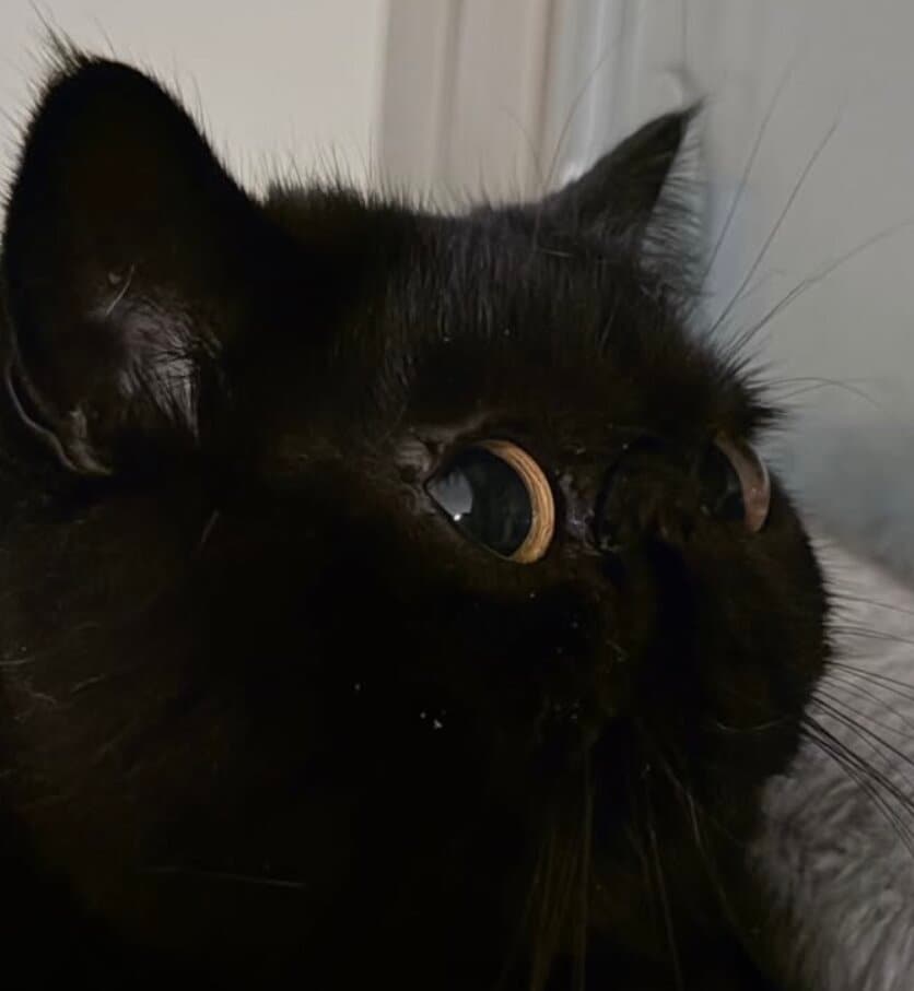 出所：@kotetsu_0420