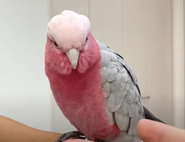 出所：@anz_omomiri