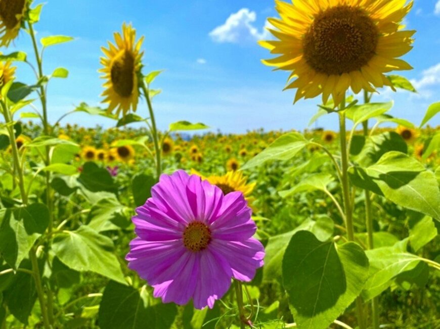 画像出所：NhatBan/写真AC