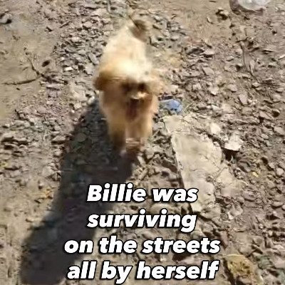 「路上でたった一匹で生きていた子犬」生後5ヶ月で体重2.6㎏　保護され診療所で過ごす中で元気にスクスクと成長