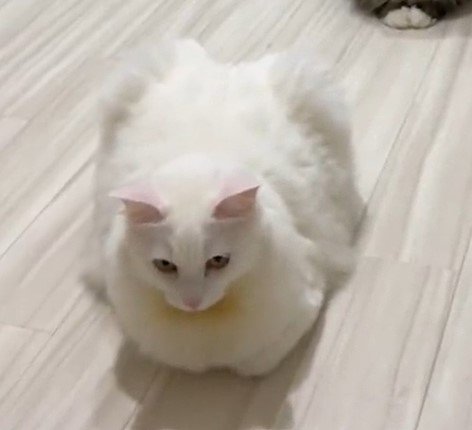 出所：@meltube_cat