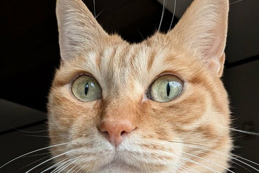 普段は小顔なのに「デカい顔の猫」が話題に　「この画角は神」「ぼやけ方もアングルも素晴らしい」