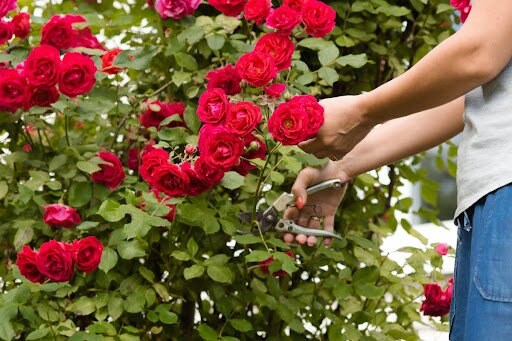 PhotoJuli86/shutterstock.com