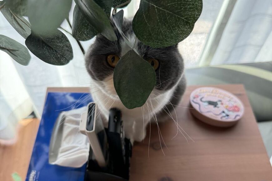 【どこにいるの？】くんくんと植物の匂いを嗅ぐ猫ちゃん　「葉っぱと顔が一体化している姿」に反響