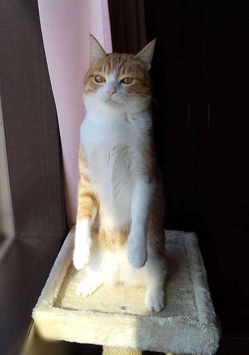 出所：@mero627puri914