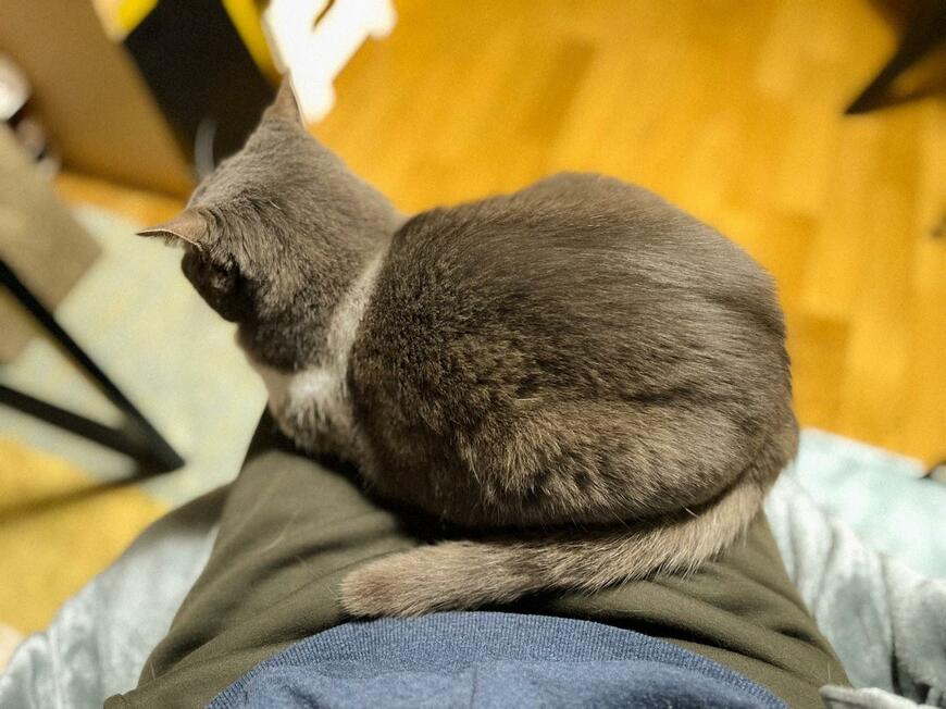 飼い主の膝を満喫する猫　30分が経過しても動こうとしない姿がかわいい