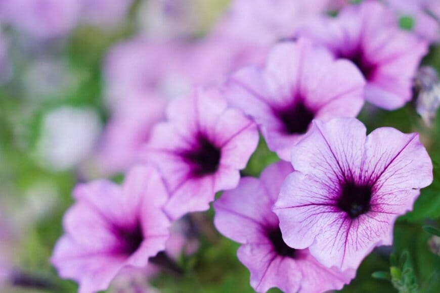 紫のペチュニアの花