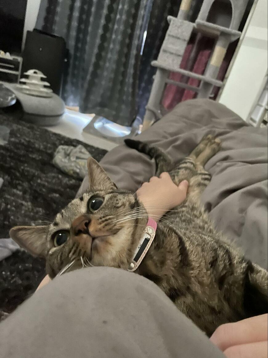 リラックスしている猫の様子