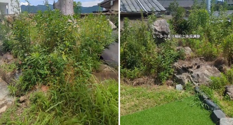 投稿の画像