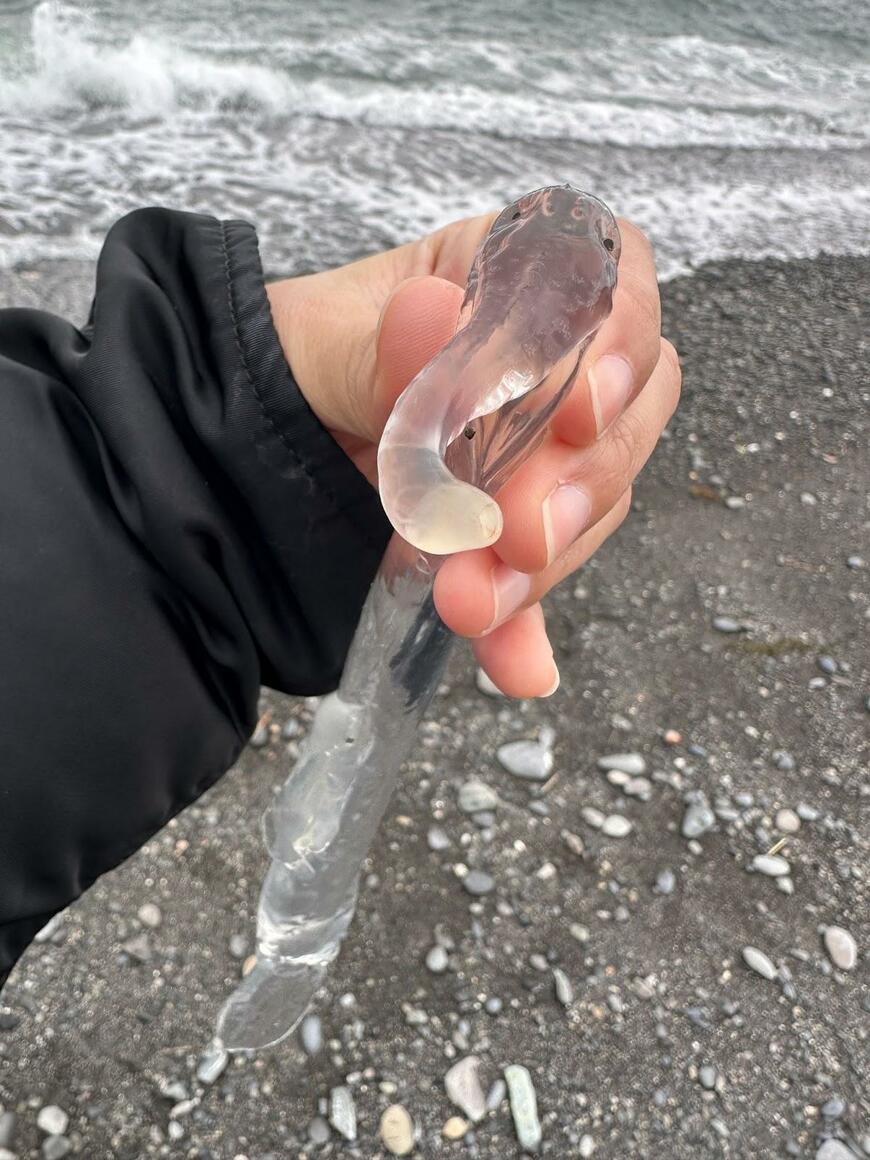静岡の海岸で発見したゾウクラゲ