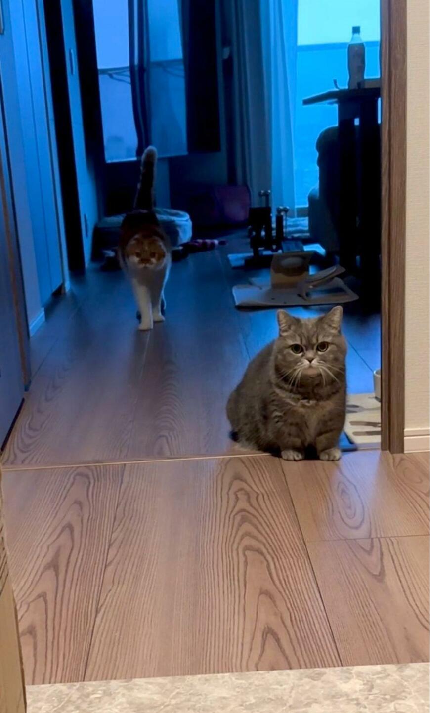 座っている猫と歩いてくる猫