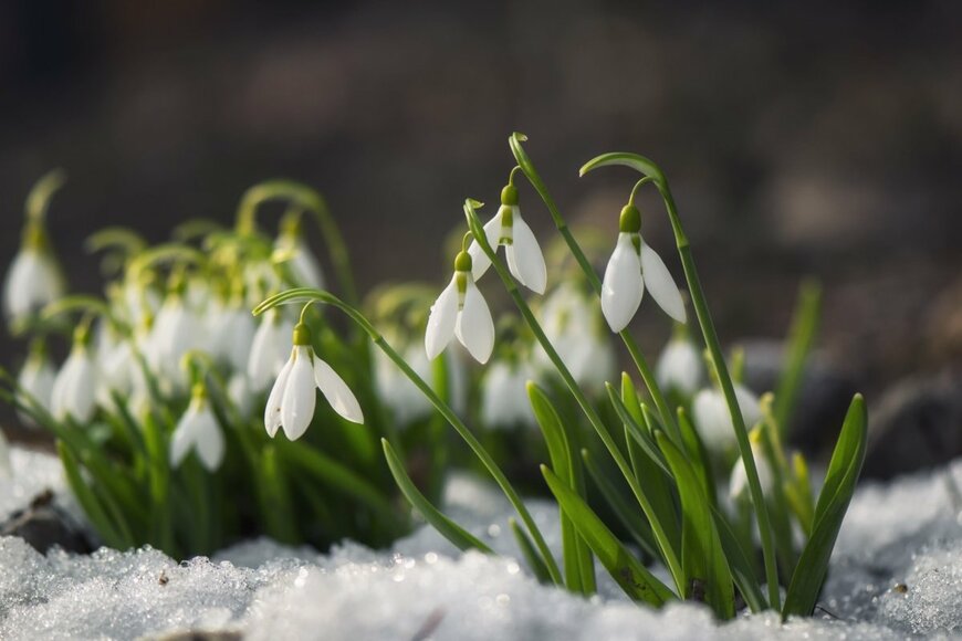 雪の上で花を咲かせるスノードロップ