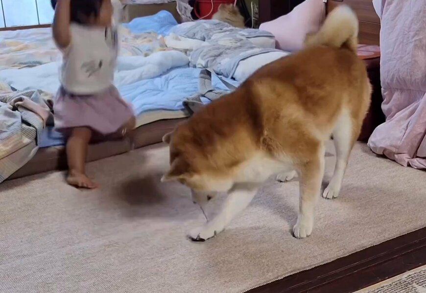 柴犬と子供