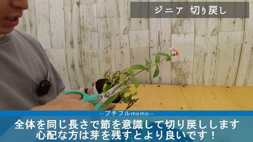 ジニアの切り戻し動画のワンシーン