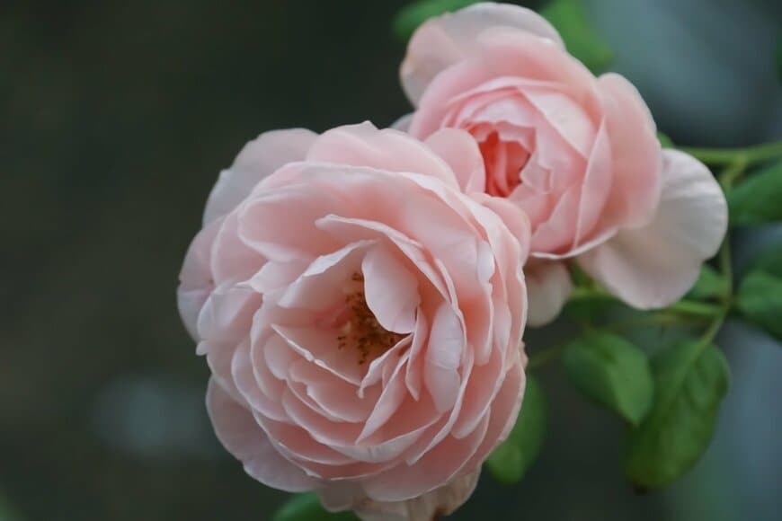 淡いピンクの花を咲かせている、ナエマ