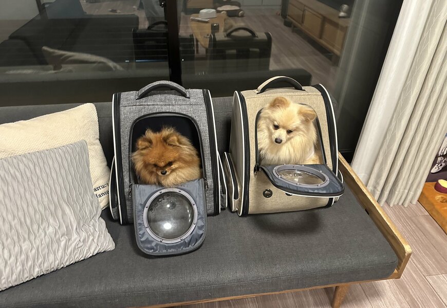 「人間など信じない…」と聞こえてきそう