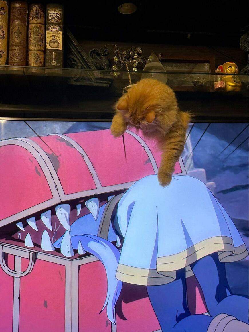 テレビの上の猫