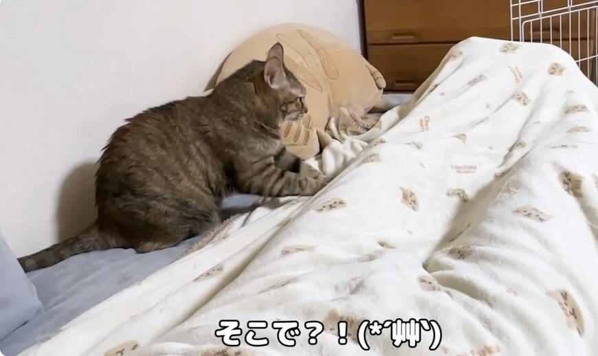 予想外の場所でフミフミを始める猫ちゃん