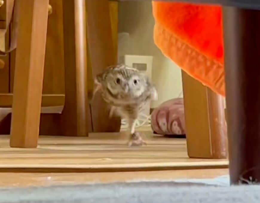 投稿動画のワンシーン