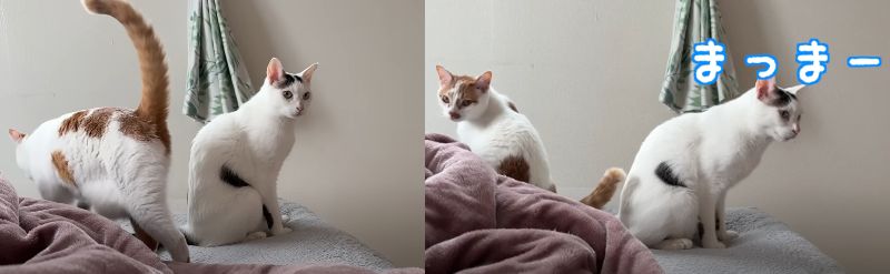 投稿動画のワンシーン