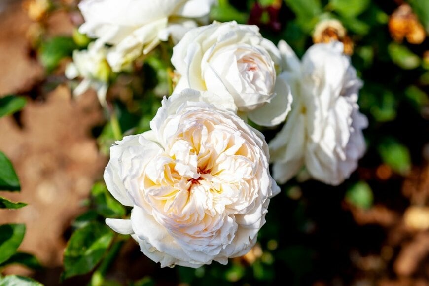 クリーム色の花を咲かせているバラ、ボレロ 