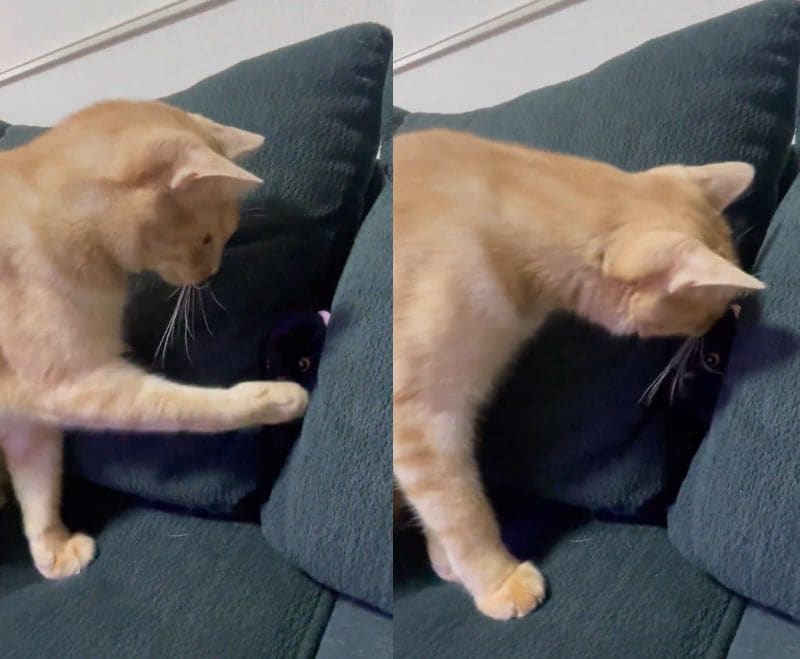 投稿動画のワンシーン