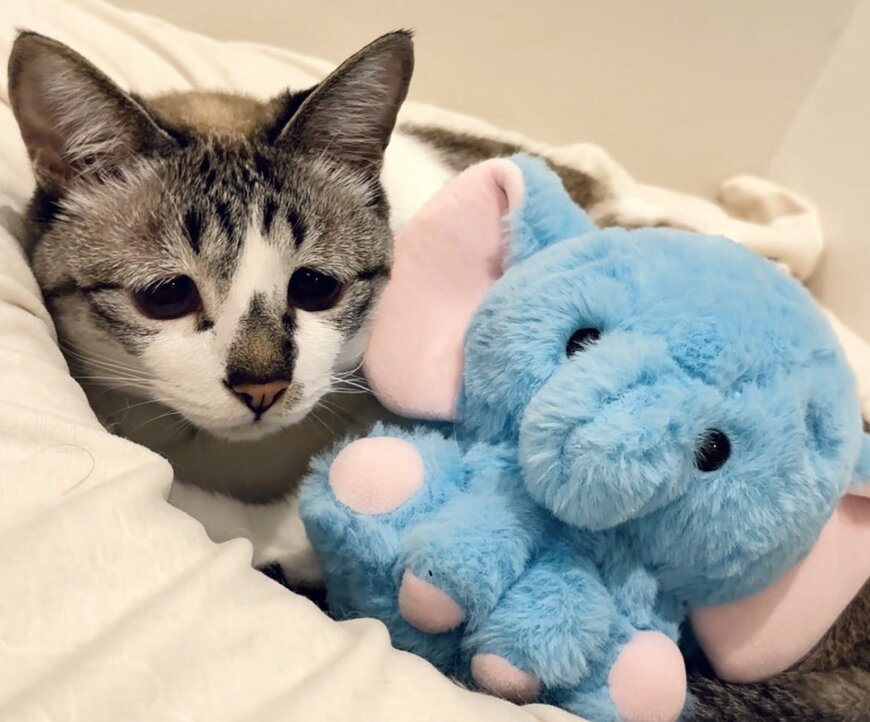 ぬいぐるみと猫