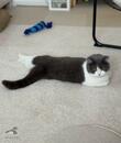 おててないないでくつろぐ猫さん　予想外の「足」の様子がほほえましすぎる