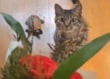 【どっちも可愛い】「花束を狙う猫」と「猫を追いかける亀」の動画に大反響！対照的な姿に思わずホッコリ
