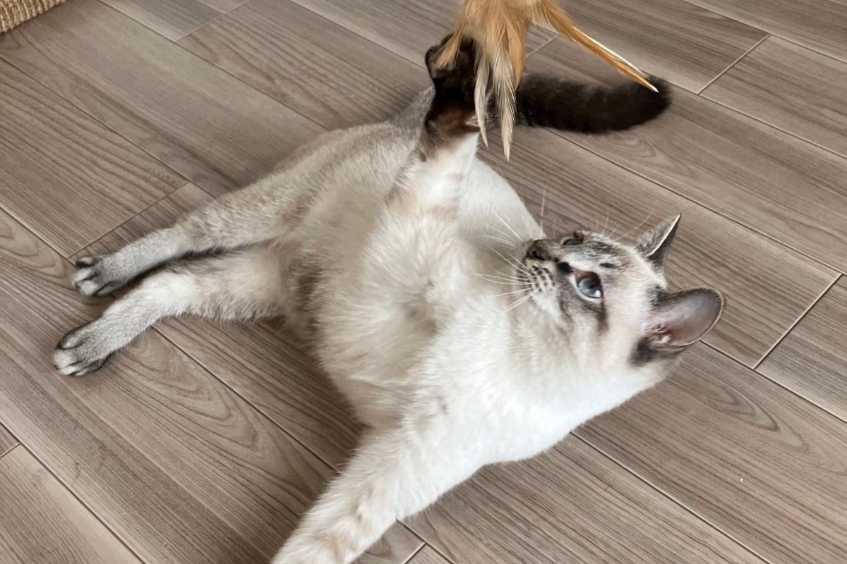 白い毛並みのシャムミックス猫 2年間で「こんがり焦げた」姿がかわいい