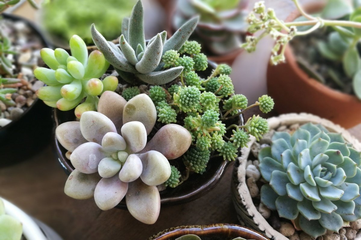 シックな感じの寄せ植え2つ目＆明日から2連休なのに… | hanakoの