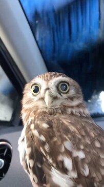 【動じないフクロウ】洗車中も冷静なフクロウさん…その姿に「ミッション完了ですね」「流石」などの声
