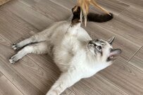 白い毛並みのシャムミックス猫　2年間で「こんがり焦げた」姿がかわいいと話題