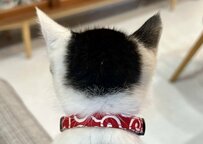 【花粉はお断り】吸いたいのは猫様！子猫ちゃん時代の小さくてパヤパヤな後頭部に悶絶？！