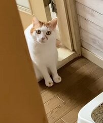 【トイレくらいゆっくりさせて…】飼い主をじっと見つめ続ける猫ちゃんの「視線」にキュン