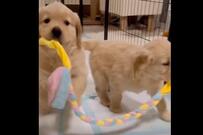 「感謝のゴールテープ」おもちゃを運ぶ子犬たち　向かった先は…？