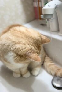 【気にならない？】洗面台の水を流しても動じない猫…SNSでは「可愛すぎる」とほっこりする人続出