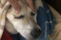 飼い主と戯れ、渋さと貫禄がにじみ出る犬がかわいいとツイッターで話題に！コワかわいい表情も！