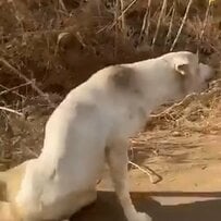 車に轢かれて放置されていた犬。長期間のリハビリを乗り越えて再び歩き出す姿に感動広がる