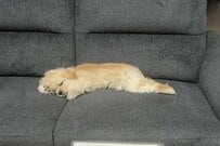 【まるで人間のよう】生後6ヶ月の子犬の寝姿に既視感　ソファーで横になっている様子に「私、同じ姿勢で寝てる」