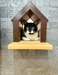 「上半身は涼しいリビング」に顔を出す猫　下半身は…？まさかの様子に和む