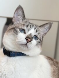 青い瞳が美しい元保護猫　その瞳に映っていたものは？【1.4万いいね】