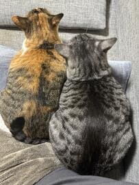 「←上から見た猫　正面から見た猫→」面白かわいい猫の顔にホッコリ