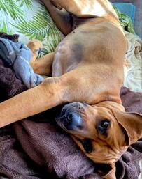 Xで自動的に「センシティブ設定」されてしまう土佐犬さんが話題「犬なんですよ…」